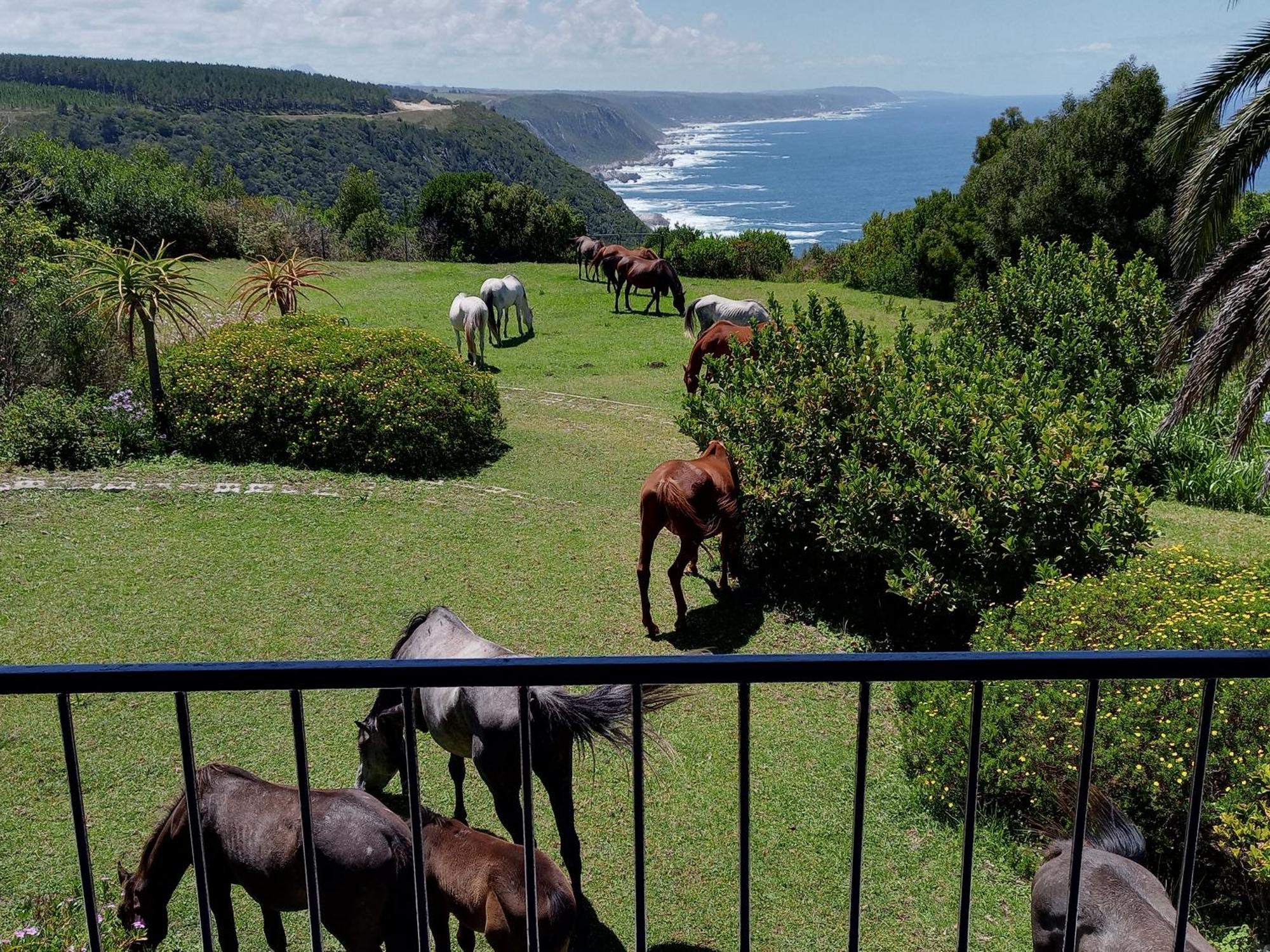 Tsitsikamma On Sea Resort Witelsbos Bagian luar foto